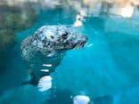 大分マリーンパレス水族館 「うみたまご」に投稿された画像（2023/8/20）