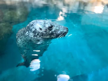大分マリーンパレス水族館 「うみたまご」に投稿された画像（2023/8/20）