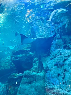 大分マリーンパレス水族館 「うみたまご」に投稿された画像（2023/8/20）