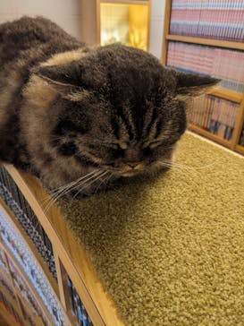 猫カフェモカ　新宿店に投稿された画像（2023/8/20）