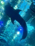 沖縄美ら海水族館に投稿された画像（2023/8/20）