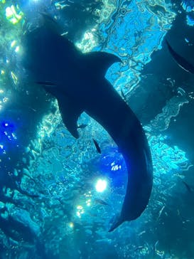 沖縄美ら海水族館に投稿された画像（2023/8/20）