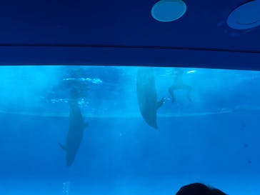 アクアワールド茨城県大洗水族館に投稿された画像（2023/8/20）