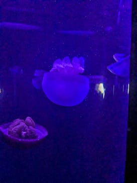 サンシャイン水族館に投稿された画像（2023/8/20）