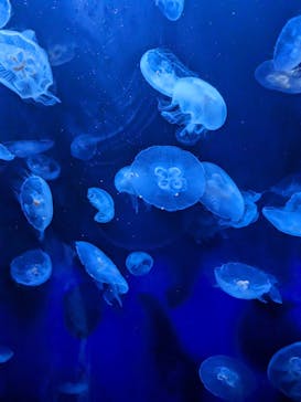 サンシャイン水族館に投稿された画像（2023/8/20）