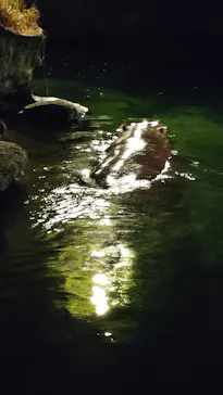 天王寺動物園に投稿された画像（2023/8/20）