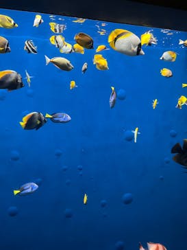 環境水族館アクアマリンふくしまに投稿された画像（2023/8/20）