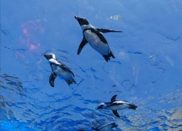 サンシャイン水族館に投稿された画像（2023/8/9）