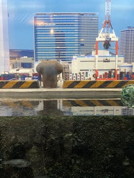 しながわ水族館に投稿された画像（2023/8/20）