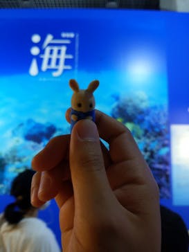 特別展「海　―生命のみなもと―」（国立科学博物館）に投稿された画像（2023/8/20）