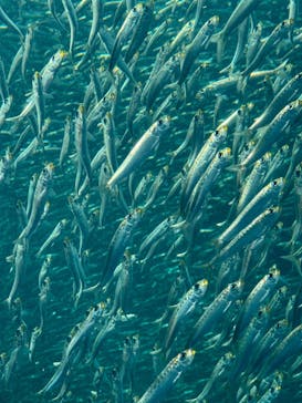 環境水族館アクアマリンふくしまに投稿された画像（2023/8/20）