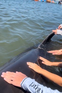 日間賀島ドルフィンビーチに投稿された画像（2023/8/20）