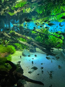 カワスイ 川崎⽔族館に投稿された画像（2023/8/20）