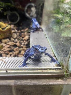 カワスイ 川崎⽔族館に投稿された画像（2023/8/20）