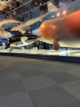 名古屋港水族館に投稿された画像（2023/8/20）