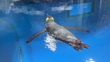 越前松島水族館に投稿された画像（2023/8/20）