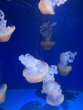 新江ノ島水族館に投稿された画像（2023/8/20）