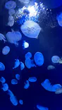 サンシャイン水族館に投稿された画像（2023/8/21）