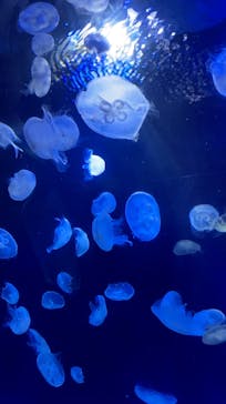 サンシャイン水族館に投稿された画像（2023/8/20）