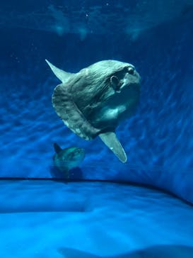 アクアワールド茨城県大洗水族館に投稿された画像（2023/8/20）