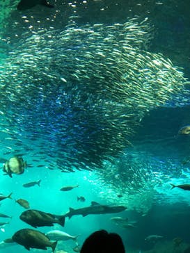 新江ノ島水族館に投稿された画像（2023/8/20）