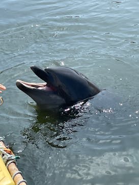 日間賀島ドルフィンビーチに投稿された画像（2023/8/20）