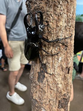 JOYPOLIS 特別イベントスペースに投稿された画像（2023/8/20）