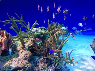 新江ノ島水族館に投稿された画像（2023/8/20）