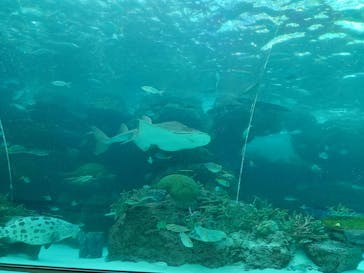名古屋港水族館に投稿された画像（2023/8/20）