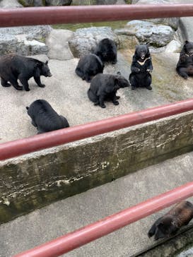 奥飛騨クマ牧場に投稿された画像（2023/8/21）