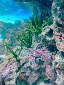 サンシャイン水族館に投稿された画像（2023/8/21）