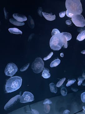 サンシャイン水族館に投稿された画像（2023/8/21）