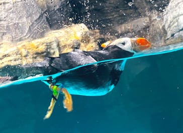 アクアワールド茨城県大洗水族館に投稿された画像（2023/8/21）