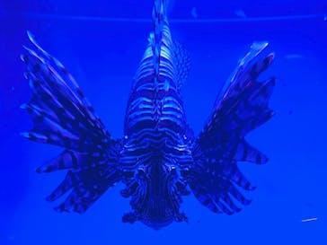 アクアワールド茨城県大洗水族館に投稿された画像（2023/8/21）