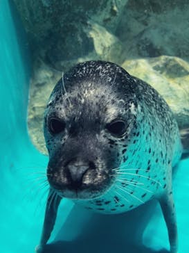 アクアワールド茨城県大洗水族館に投稿された画像（2023/8/21）