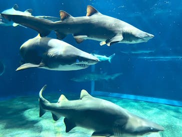 アクアワールド茨城県大洗水族館に投稿された画像（2023/8/21）