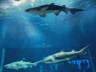 アクアワールド茨城県大洗水族館に投稿された画像（2023/8/21）