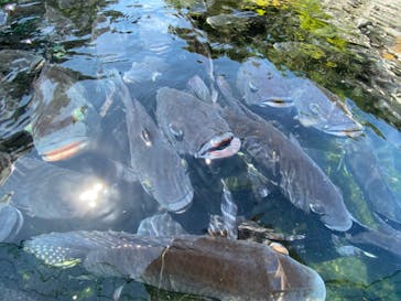 熱川バナナワニ園に投稿された画像（2023/8/21）