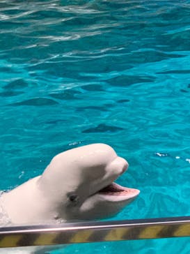 名古屋港水族館に投稿された画像（2023/8/21）