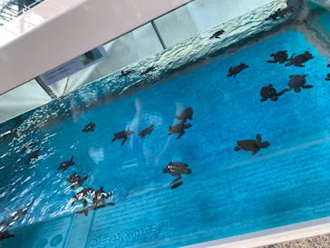 名古屋港水族館に投稿された画像（2023/8/21）