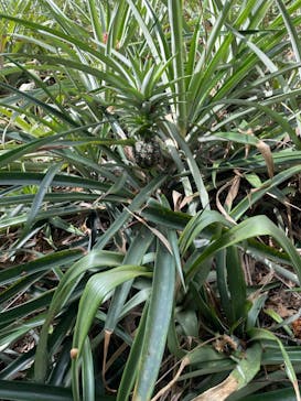 ナゴパイナップルパークに投稿された画像（2023/8/21）