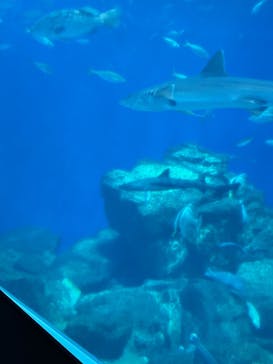 アクアワールド茨城県大洗水族館に投稿された画像（2023/8/21）