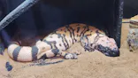 サンシャイン水族館に投稿された画像（2023/8/21）