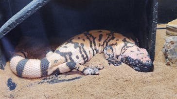 サンシャイン水族館に投稿された画像（2023/8/21）