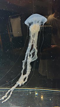 サンシャイン水族館に投稿された画像（2023/8/21）