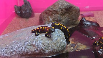 サンシャイン水族館に投稿された画像（2023/8/21）