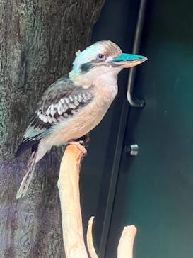 カワスイ 川崎⽔族館に投稿された画像（2023/8/21）