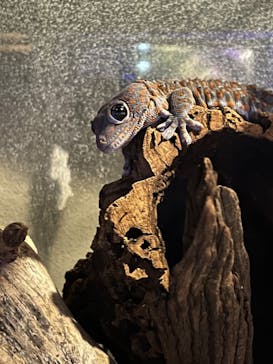 カワスイ 川崎⽔族館に投稿された画像（2023/8/21）