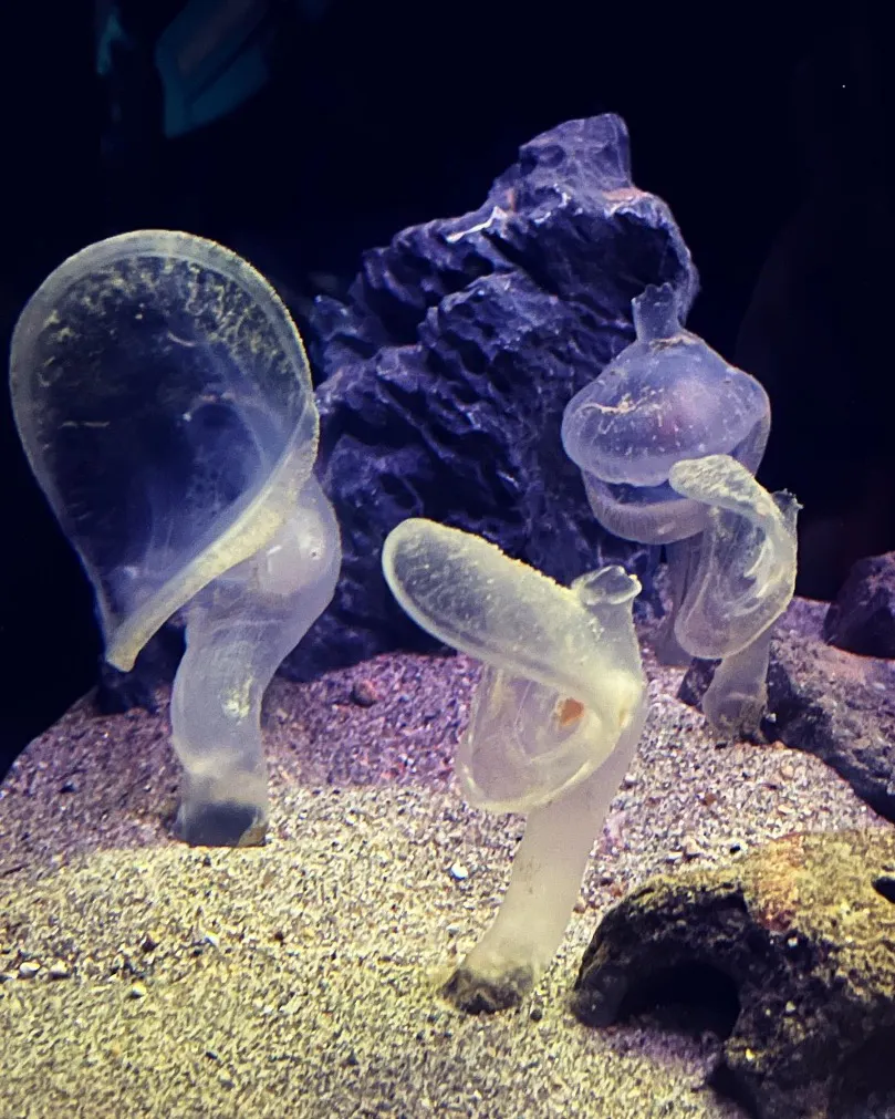 環境水族館アクアマリンふくしまの口コミ ｜深海魚好きの息子たちが大