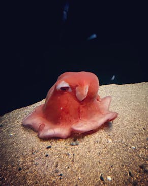 環境水族館アクアマリンふくしまに投稿された画像（2023/8/21）